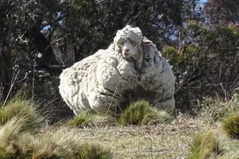 Chris, el merino que batió récords y que tiró de los corazones de los amantes de los animales con su pesado abrigo, ha muerto, dice un santuario de animales australiano.