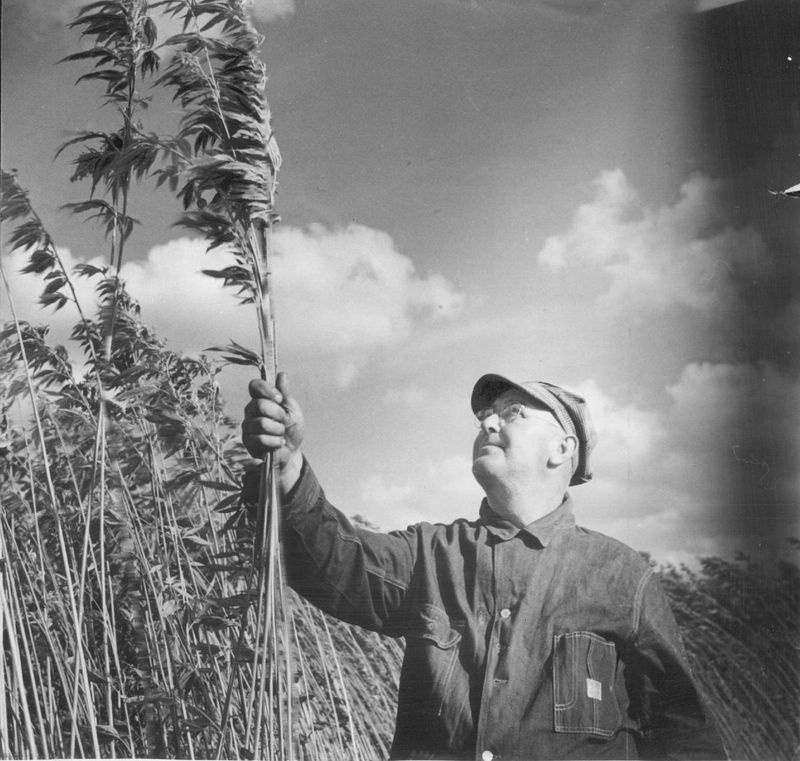 Hampskörden börjar på Floyd Keene Farm nära Shabbona i DeKalb County i detta odaterade foto. Hampa kriminaliserades 1937. | Sun-Times filer