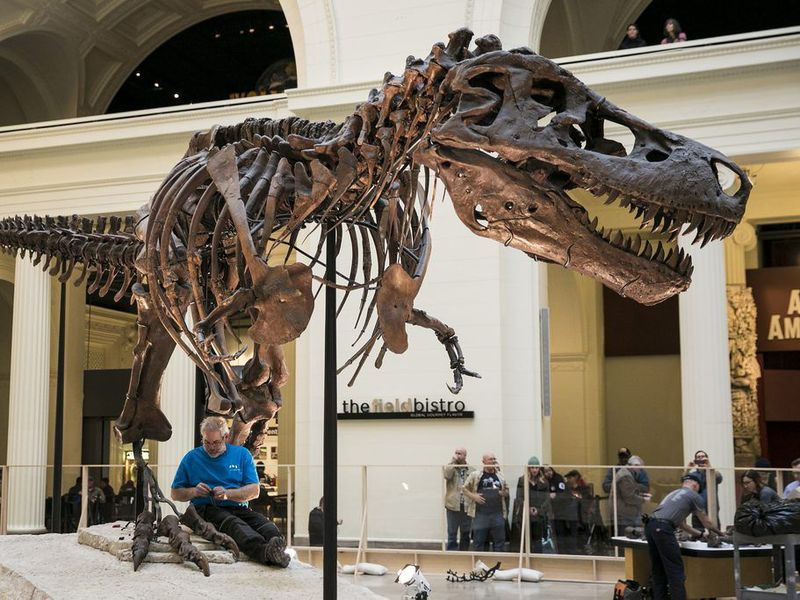 Lauko muziejus anksčiau šiais metais pradėjo SUE the Tyrannosaurus rex pašalinimą iš Stanley Field Hall. | Sun-Times failo nuotrauka