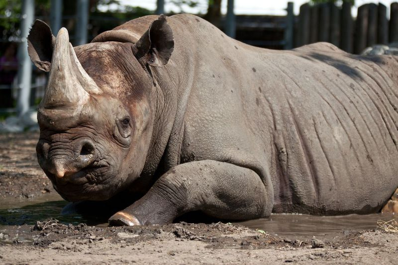 Maku den svarta noshörningen vältra sig i lera på Lincoln Park Zoo.