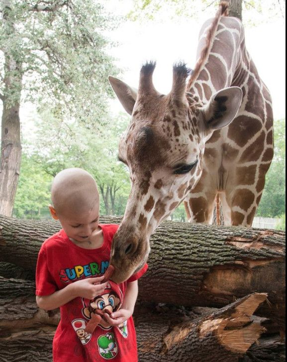 良いサマリア人のおかげで、クリスエリスはブルックフィールド動物園でキリンとクローズアップの出会いをしました。 | Facebookの写真
