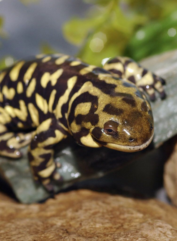 Vzhodni tigrasti salamander. | Živalski vrt Brookfield