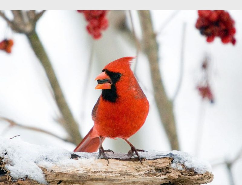 Severni kardinal. | Nacionalno društvo Audubon