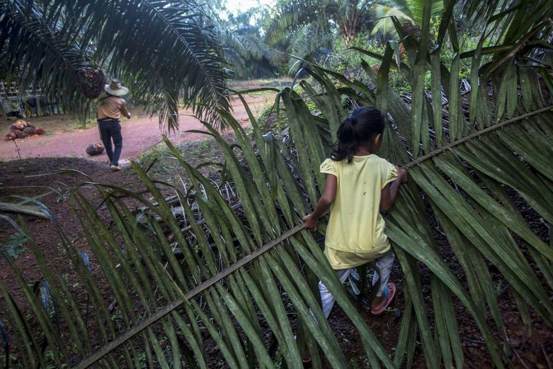Ett barn hjälper sina föräldrar att arbeta på en palmoljeplantage i Sabah, Malaysia, måndagen den 10 december 2018.