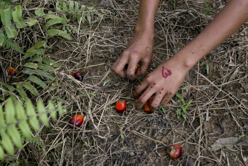 Ett barn samlar palmkärnor från marken på en palmoljeplantage i Sumatra, Indonesien, måndagen den 13 november 2017.