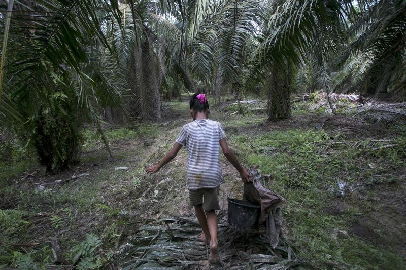 Ett barn bär på palmkärnor som samlats upp från marken på en palmoljeplantage i Sumatra, Indonesien, måndagen den 13 november 2017.