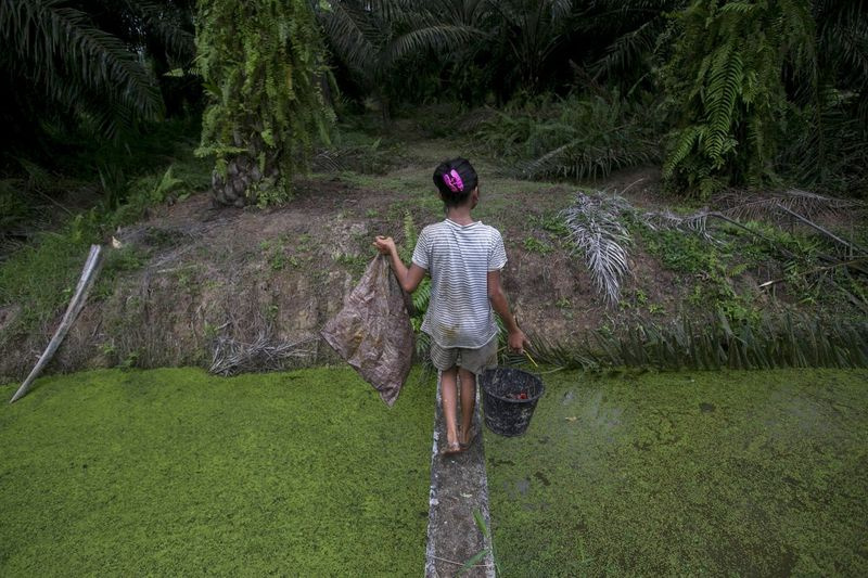 Ett barn bär palmkärnor som samlats upp från marken över en bäck vid en palmoljeplantage i Sumatra, Indonesien, måndagen den 13 november 2017.