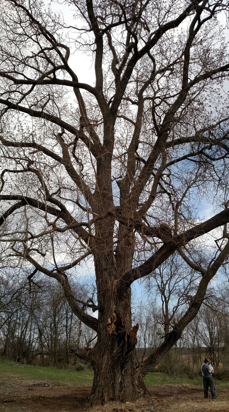Illinois Big Tree Champion är en östlig bomullsskog i Byron Forest Preserve Districts Bald Hill Prairie Preserve. | Dale Bowman/ Sun-Times
