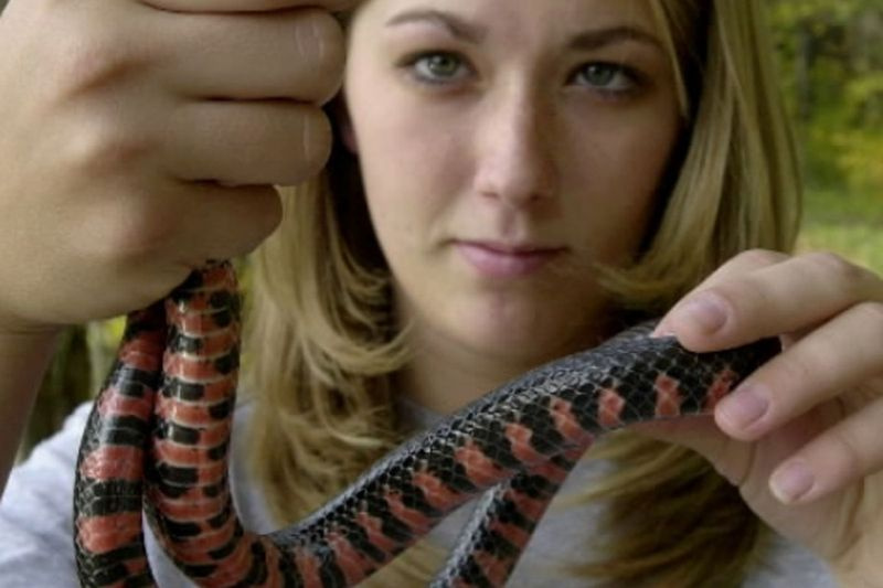 Ce serpent de boue, tenu par un étudiant, faisait partie des créatures qui effectuaient le voyage migratoire d