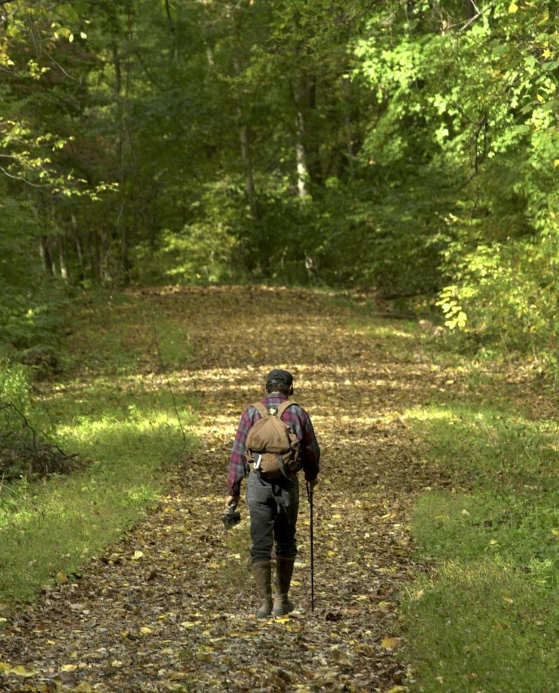 La pittoresque route des serpents dans la forêt nationale de Shawnee, dans le sud de l