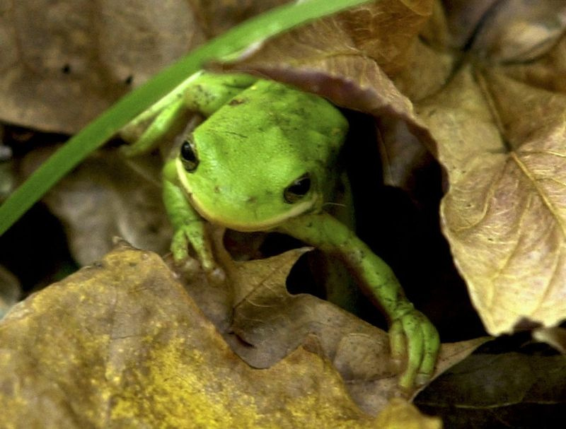 Une rainette verte lève les yeux d