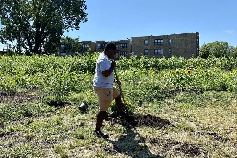 Quilen Blackwell, prezident Chicago Eco House, zasadil ve středu ráno květiny na květinovou farmu ve Washington Parku.