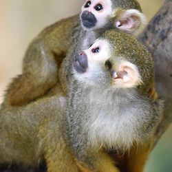 Jim Schulz/Société zoologique de Chicago
