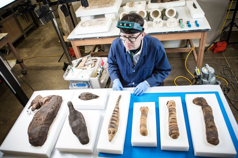 Associate Conservator of Archaeology J.P. Brown med noen av de mumifiserte dyrene som vil bli vist frem i en kommende utstilling på Field Museum. | James Foster/For the Sun-Times