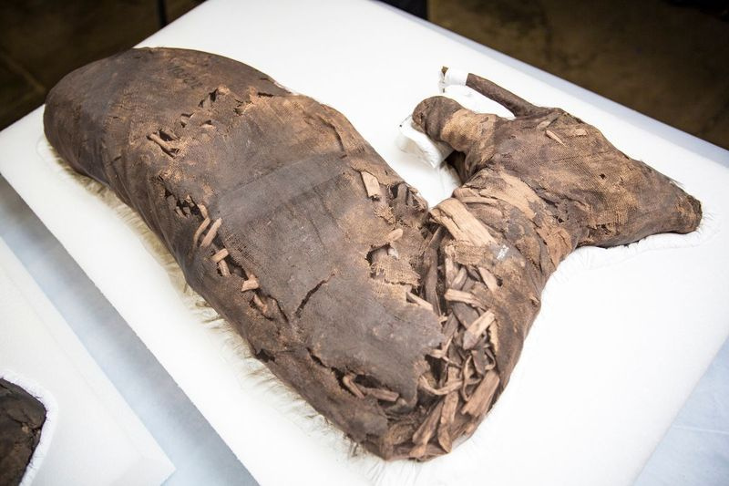 En mumifisert gaselle brukt som et tilbud til den egyptiske gudinnen Anuket i en titt bak kulissene på mumifiserte dyr som vil bli vist frem i en kommende utstilling på Field Museum. | James Foster/For the Sun-Times