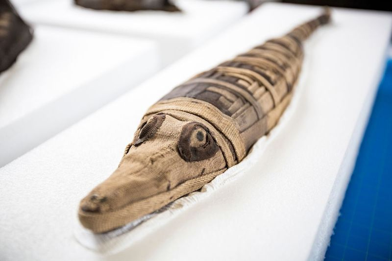En mumifisert krokodille ser bak kulissene av mumifiserte dyr som vil bli vist frem i en kommende utstilling på Field Museum. | James Foster/For the Sun-Times
