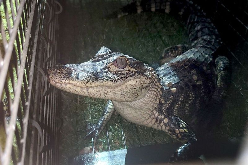 Ein Alligator wurde aus einem See in Lynwood gerettet, teilten die Behörden am 30. Juli 2020 mit.