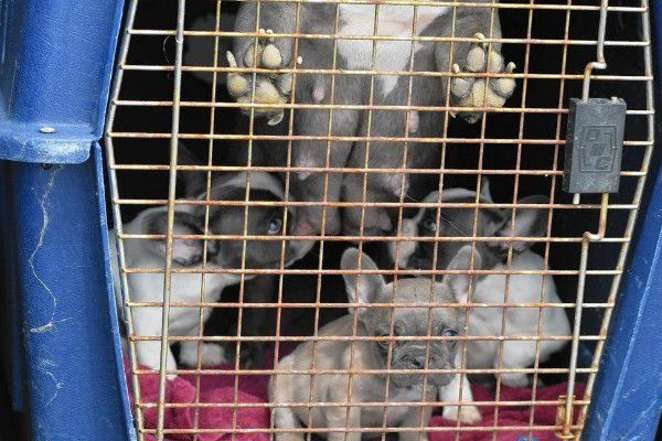 Sommige van de honden die vorige maand werden teruggevonden bij een inval in een vermeende puppymolen in de buurt van Crown Point, Indiana, bevinden zich in het County Animal Control & Adoption Center. | GoFundMe