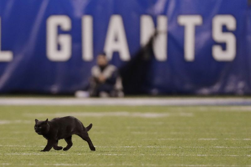 Shades of '69 : un chat noir dévale sur le terrain au match Cowboys-Giants