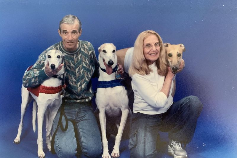 Paul e Toni Schultz com alguns dos muitos galgos que se tornaram parte de sua casa (L-R) Comet, Bear e A.D., abreviação de Artful Dodger.