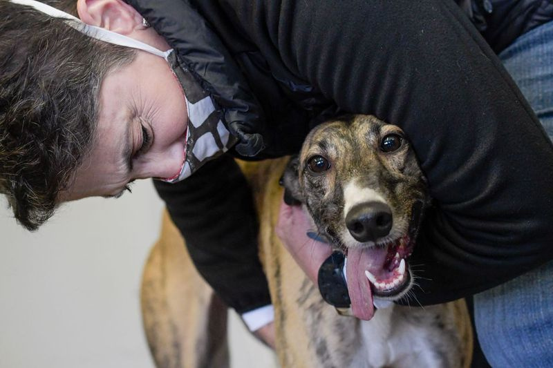 Barbara Karant, da Greyhounds Apenas abraça o galgo de corrida aposentado Kelsey em um canil em Burlington, Wisconsin, enquanto ela estuda sua personalidade. O processo ajuda a colocar os galgos nos lares adotivos e adotivos certos.