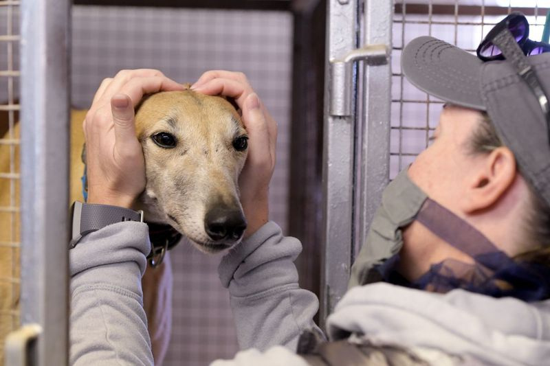Apenas Greyhounds se ofereceu como voluntária, Maggie Valcik, do animal de estimação South de Chicago, enquanto ela colocava a coleira em preparação para sua avaliação para colocação em lares adotivos e adotivos.