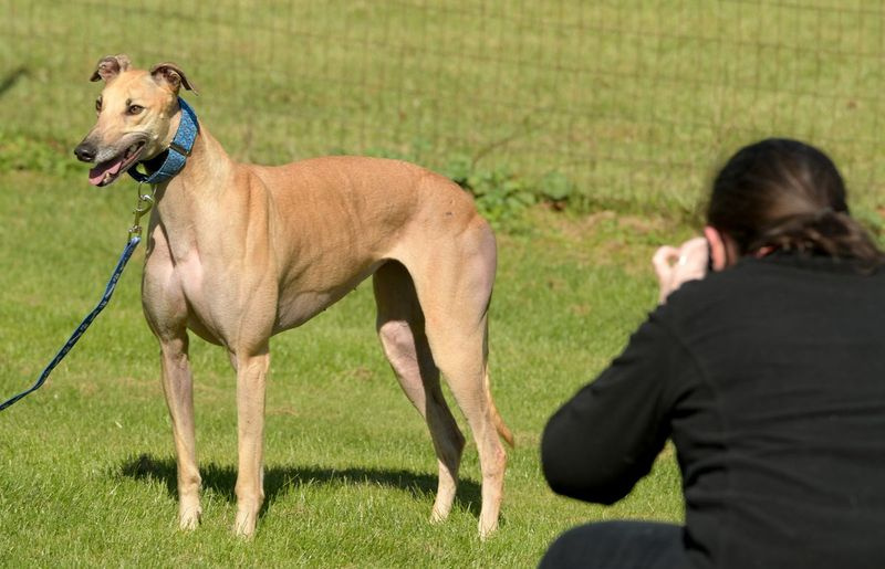 Patricia Madden de Morton Grove fotografa Brook para seu perfil de adoção para Greyhounds Only.