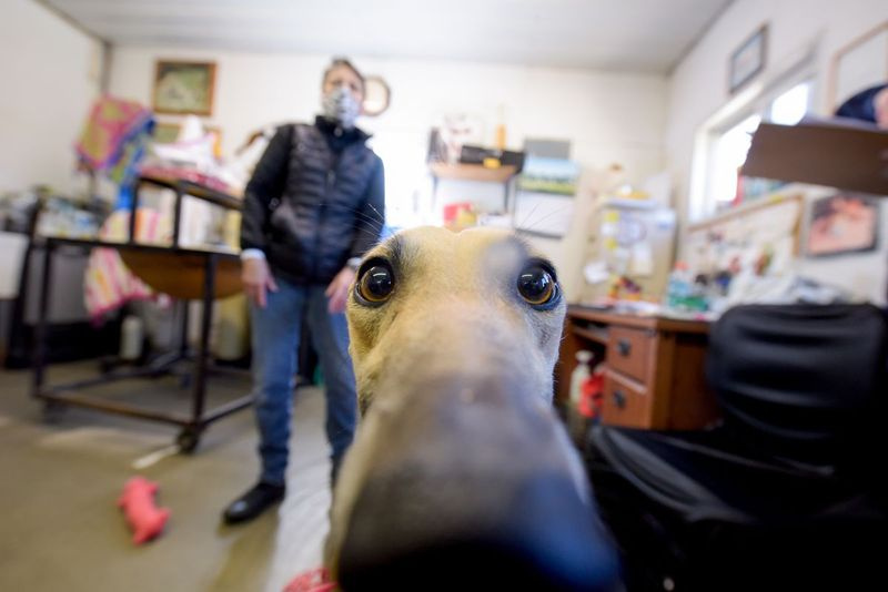 O galgo de corrida aposentado Penny mostra sua curiosidade durante a avaliação de seu perfil no início deste mês em um canil em Burlington, Wisconsin.