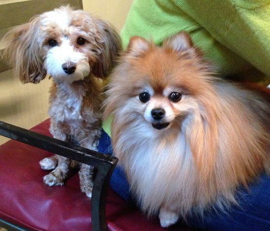 Gabrielle Weisberg tenía una Pomerania, Talia y Riley the Maltipoo, a quienes rescató cuando el dueño anterior de Riley, que padecía una enfermedad terminal, le dijo que estaba a punto de llevar al perro a un refugio porque estaba enferma. | Facebook