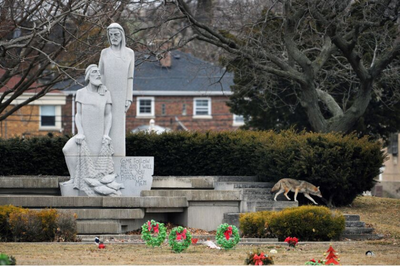   En prærieulv er set på Calvary Catholic Cemetery i Evanston i februar 2020. Mennesker bør lære at leve med dyrelivet i byområder, skriver direktøren for Lincoln Park Zoo.