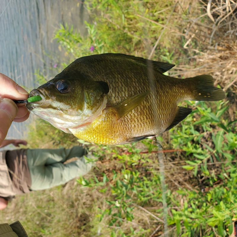 PB bluegill Briana Atherna. Poskytnutá fotografia