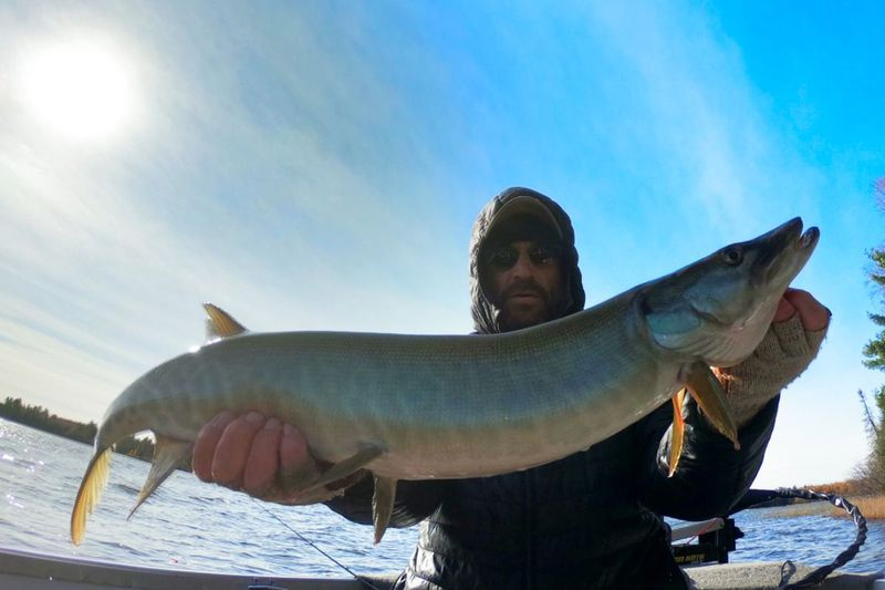 Howard Bass con un buen muskie del condado de Vilas. Foto proporcionada