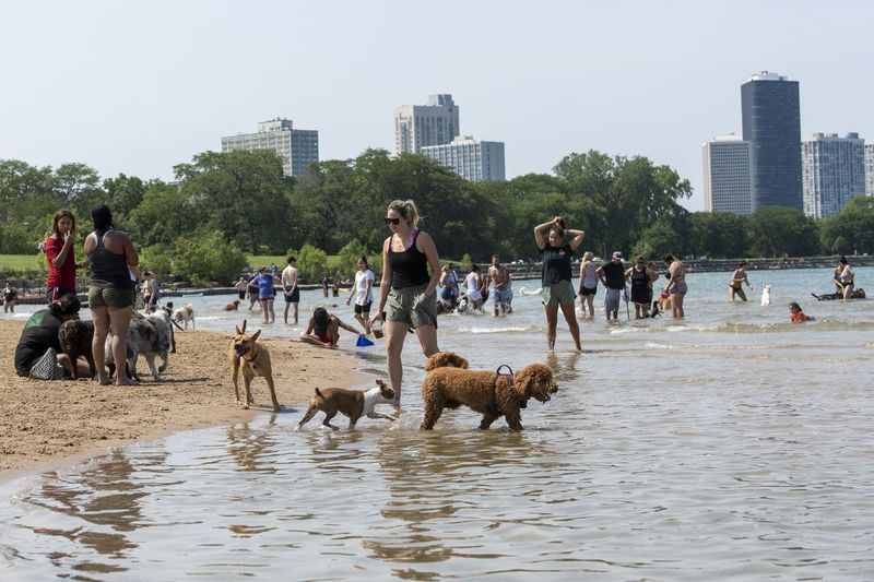 Ľudia si užívajú čas na pláži so svojimi psami na pláži Montrose Dog Beach, ktorá sa nachádza vedľa pláže Montrose.