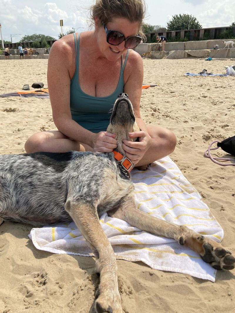 Pes hľadí na svojho majiteľa na pláži Montrose Dog Beach.