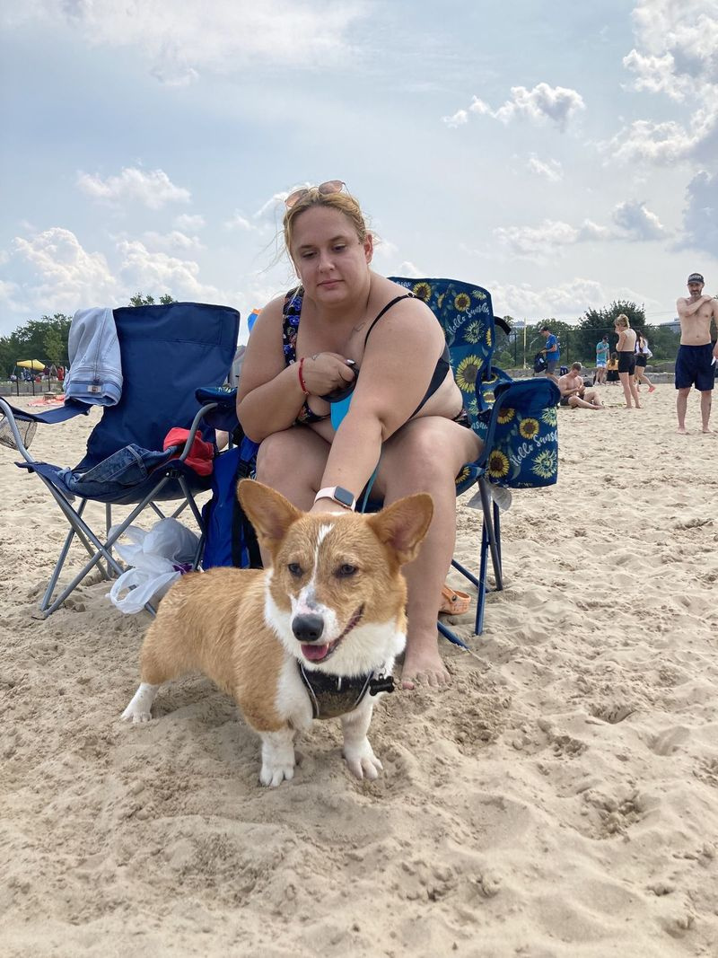 Corgi stojí pred svojim majiteľom na pláži Montrose Dog Beach.