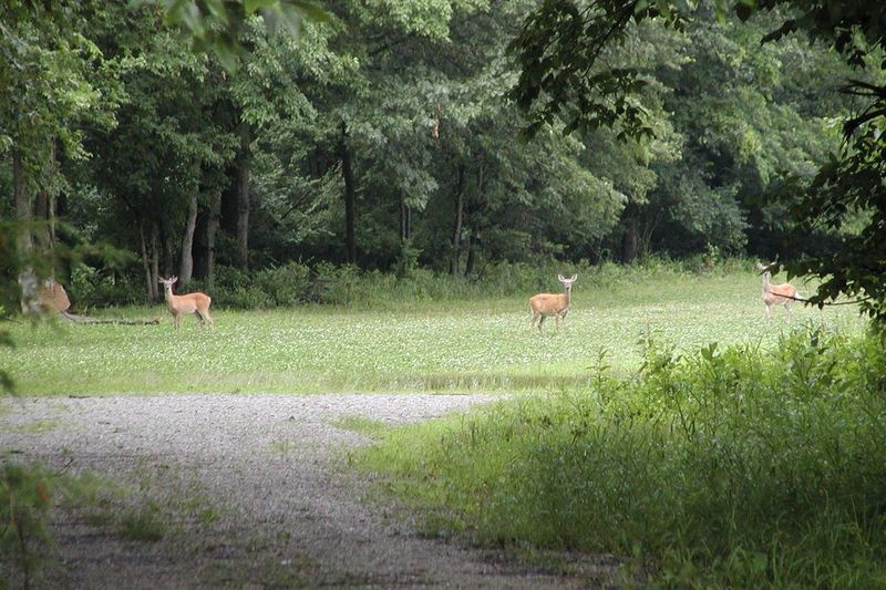 Foto de arquivo de veado avistado enquanto dirigia para o acampamento no Parque Estadual Eldon Hazlett; reservas de acampamento e outros serviços online do IDNR estarão offline de terça a domingo. Crédito: Dale Bowman