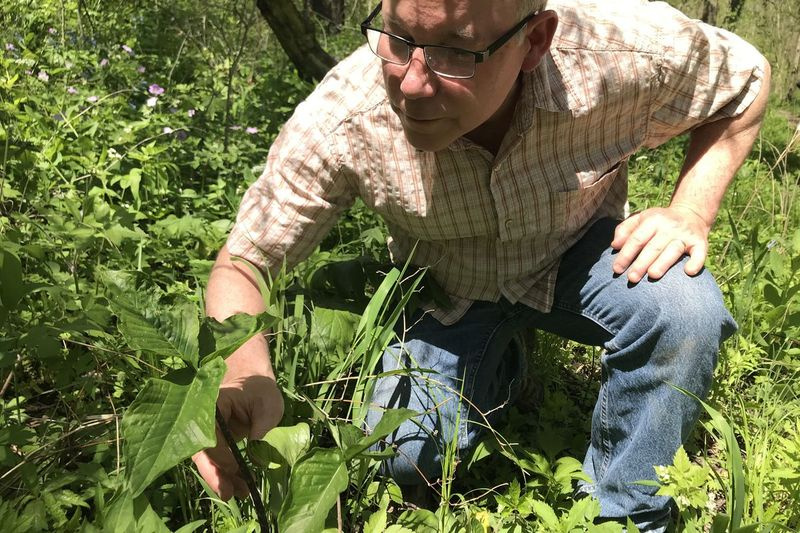 Lumea sălbatică a biologului statului Illinois: șoarecii de mlaștină de orez pentru iepuri de mlaștină până la căprioare cu coadă albă
