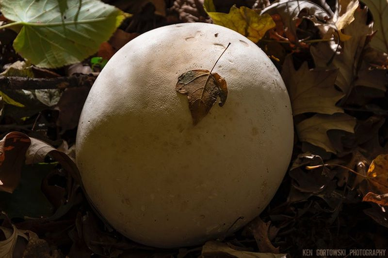 Ken Gortowski hittade stora till riktigt stora puffballs när han gick i skogen för att fotografera. Medföljer foto