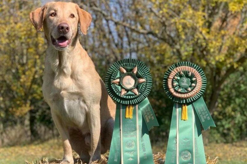   Rocco, mistrz Yellow Lab Art Costy, pozuje ze swoimi najnowszymi wyróżnieniami. Pod warunkiem, że