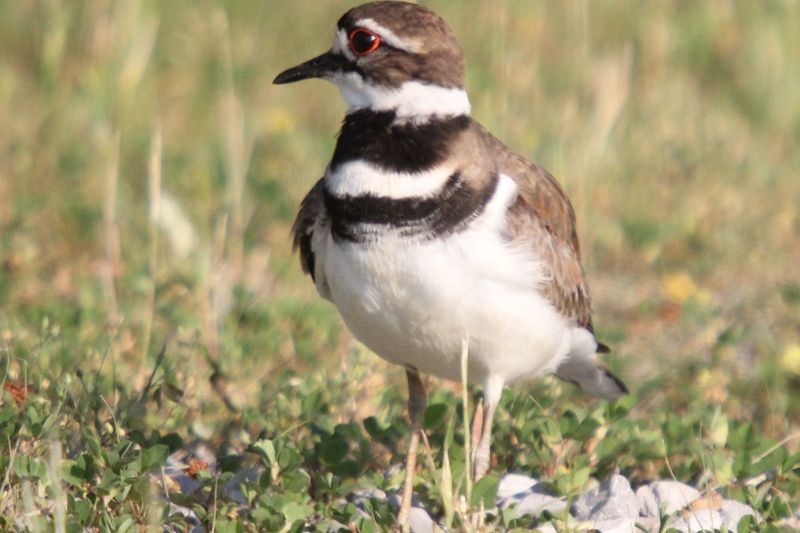 Un killdeer par retournement de gravier dans Crab Orchard NWR, photo prise avec l