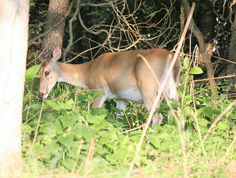 Un cerf entrant et sortant de l
