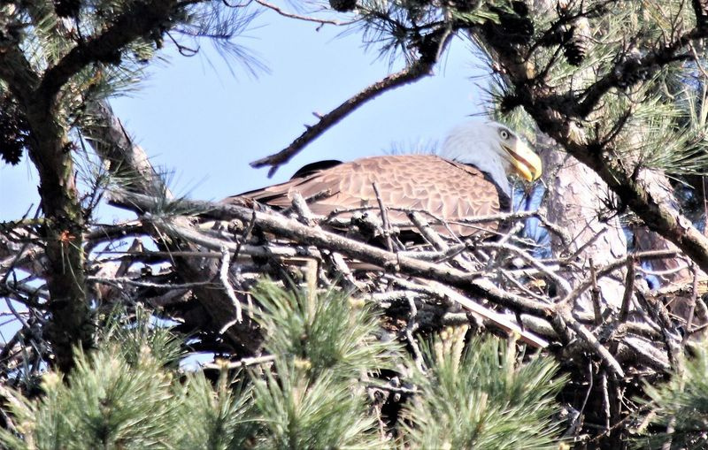 Un pygargue à tête blanche nicheur photographié lors d