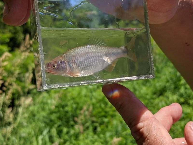 Un rosso brillante in un pozzo, un modo per fotografare meglio i pesci durante la micropesca. Attestazione: Dale Bowman