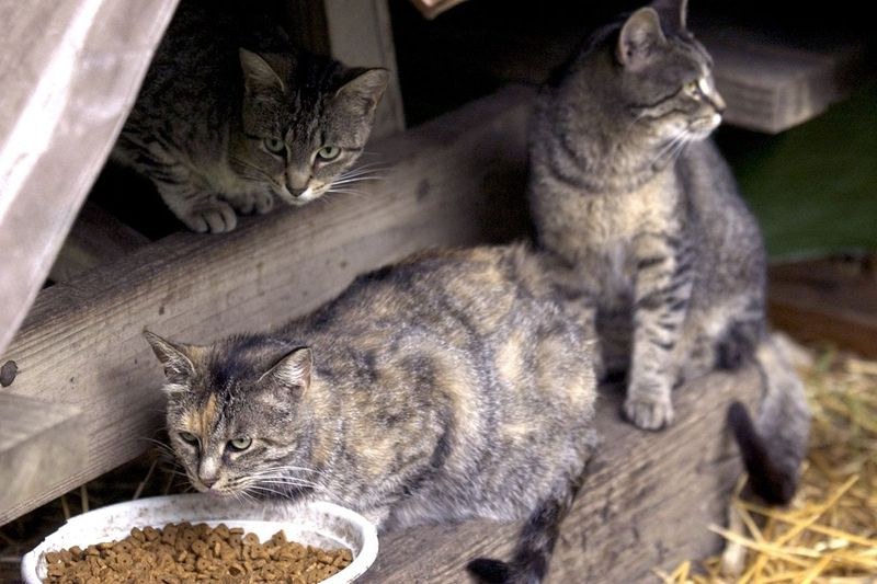 Folk kan have ondt af herreløse katte, men de bør også have ondt af fuglene, der bliver dræbt af kattene