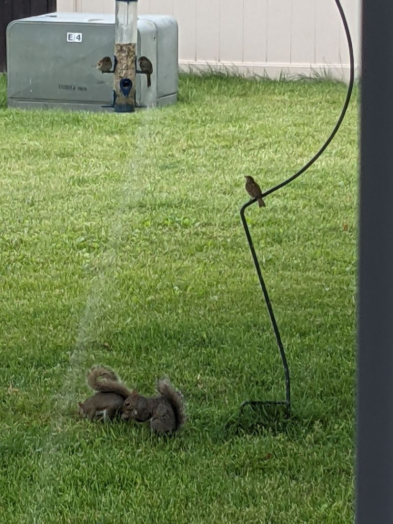 Dos roedores del patio trasero se alejan con el grano derramado debajo de un comedero para pájaros, mientras que un pájaro se sienta y espera su turno. Crédito: Dale Bowman
