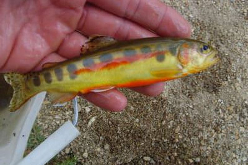 Trucha dorada de California de un informe de proyecto de 2008. Crédito: Departamento de Pesca y Vida Silvestre de California