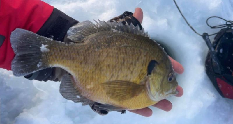 Sam Joseph Militello Jr. hält die große Bluegill in der Hand, um den Überblick zu behalten. Bereitgestelltes Foto