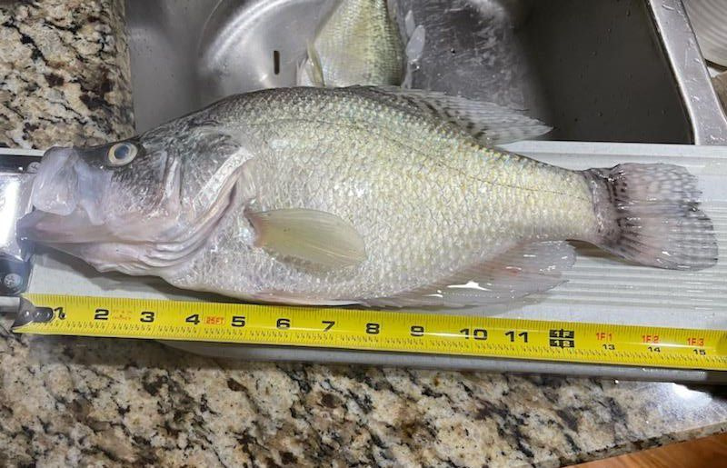 Crappie Carl Burch dari Saganashkee Slough diukur. Disediakan oleh BoRabb Williams