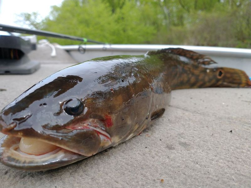 Bowfin (koleń) był jedną z różnych ryb złowionych przez Tima Bakera podczas swoich poszukiwań gatunkowych. Dostarczone zdjęcie