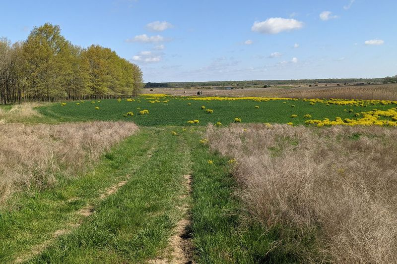 Um lote de alimentos, feito pelo proprietário da terra, fica próximo a um dos muitos lotes de árvores de teste, parte de um estudo feito pela Southern Illinois, em uma das servidões de conservação em antigas áreas de mineração nos condados de Saline e Williamson. Crédito: Dale Bowman